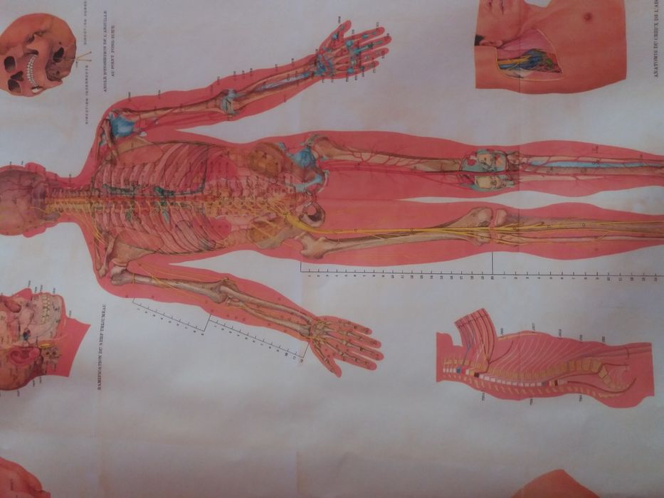 Planse anatomie acupunctura