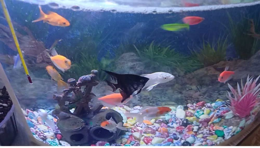 20 litrli akvarium sotiladi toshi va icidagi dekaratsisiya qusib beril