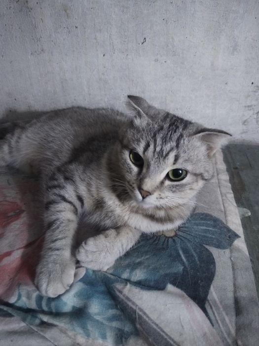 Кошечка ответственным людям