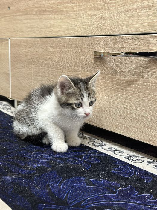 отдам котят мальчики 3 месяца