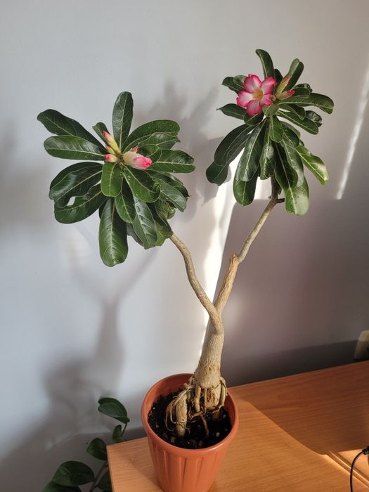 Адениум, роза пустыни, adenium