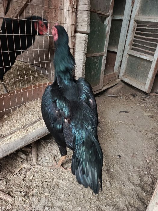 Nemis mokiyon sotiladi 4 kilo