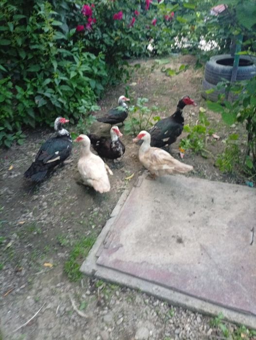Vând rațe mute și rățoi doi și patru rațe vârstă un an