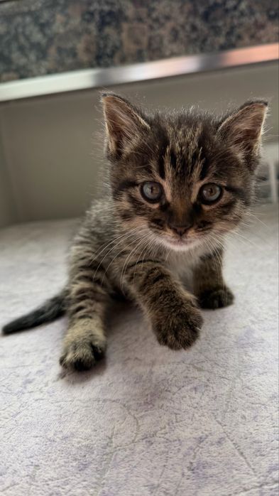 Отдам котенка в дар