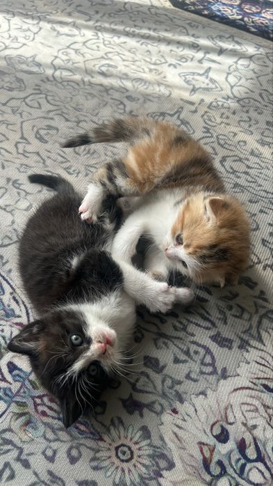 Котята , мальчики . Мать вислоухая