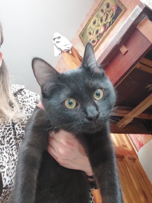 Котята и подросшие кошки