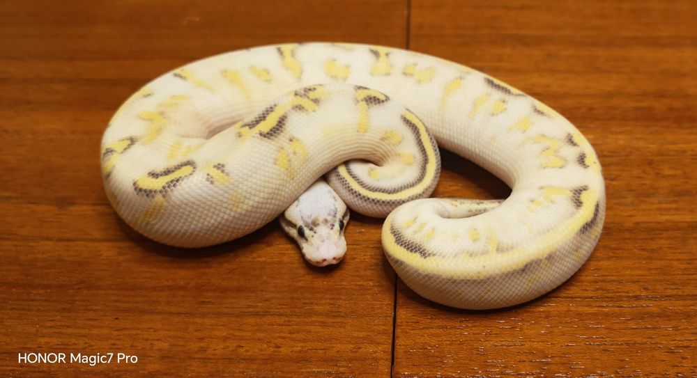 Кралски питони (Python Regius)