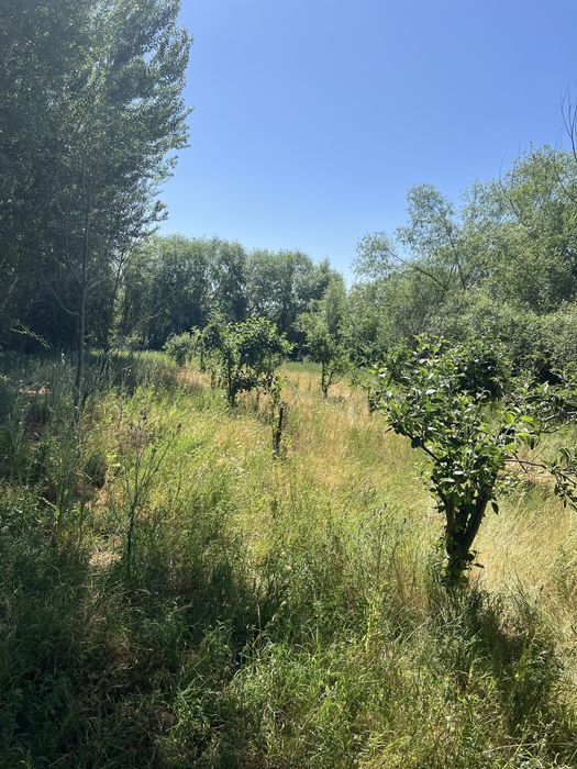 Yer uchaska hovli mol boqishqa sharoyit bor