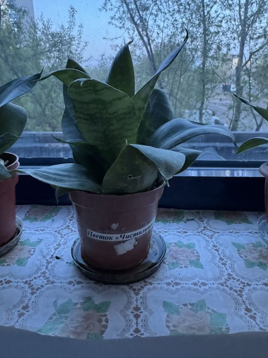 Продам цветок комнатный чистильщик