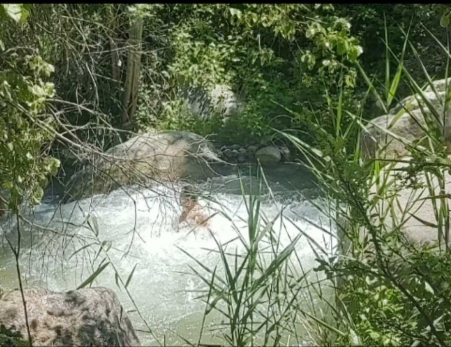 Аренда Ижара Топчан Тапчан