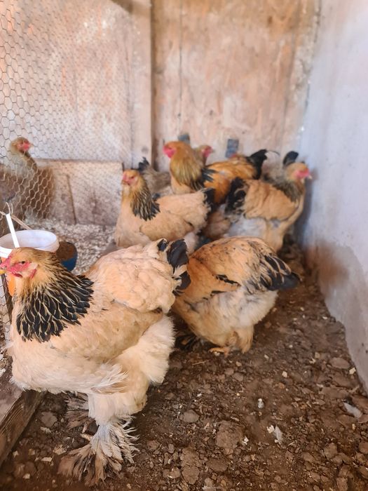 Ouă incubat păsări de rasă