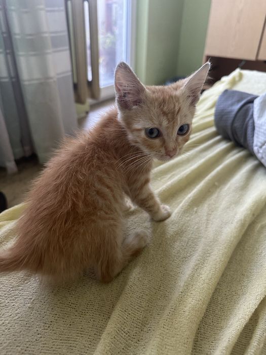 Малко златно котето