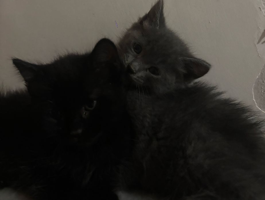Котенок ищет дом