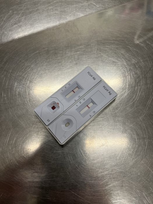 Подарявам  момиченце коте на 7-8 месец