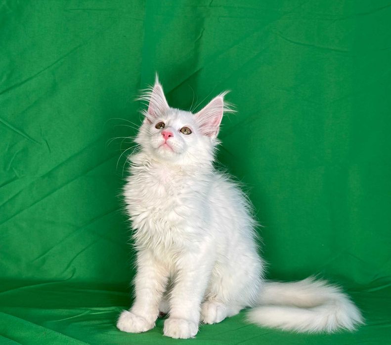 Продаются чистопородные котята мейнкун.