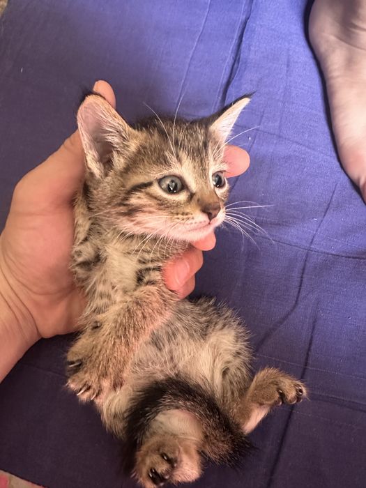 Отдам котят в добрые руки (они меня достали)