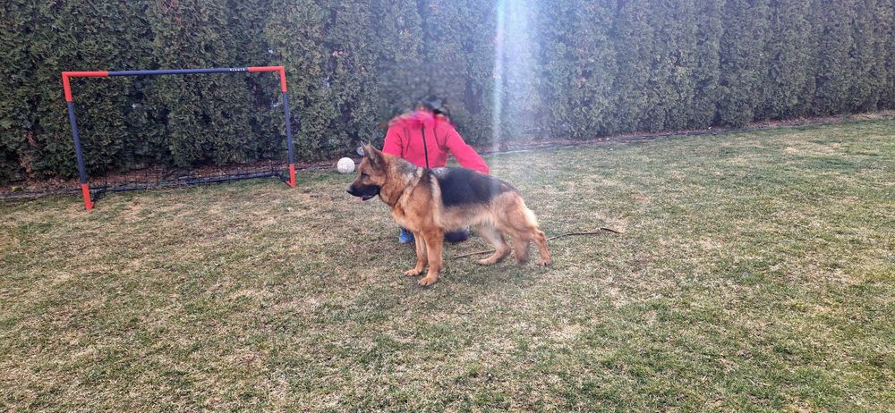 Ciobanesc German Femela