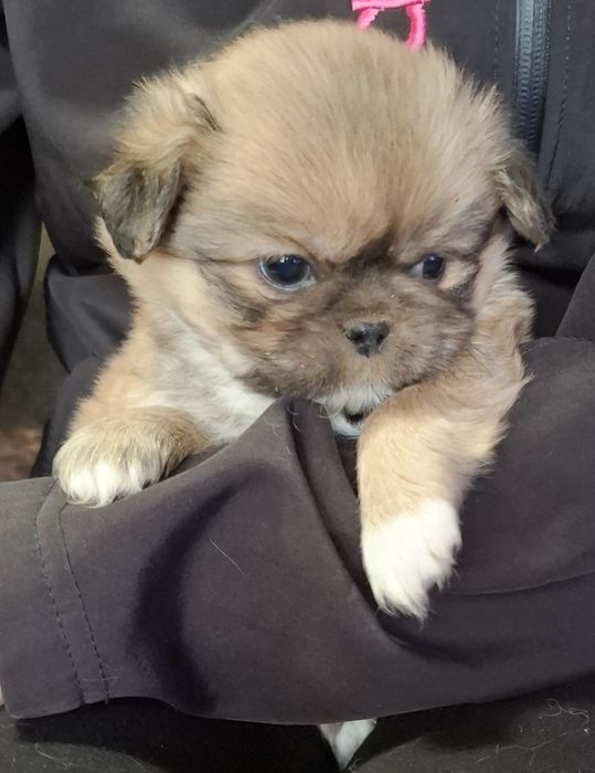 Сладки пекинези.