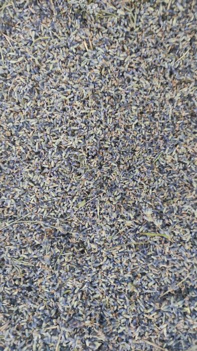 Floare de lavanda scuturata