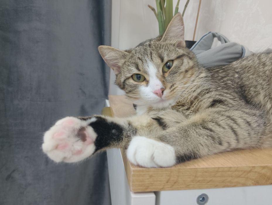 Котёнок девочка 1 годик