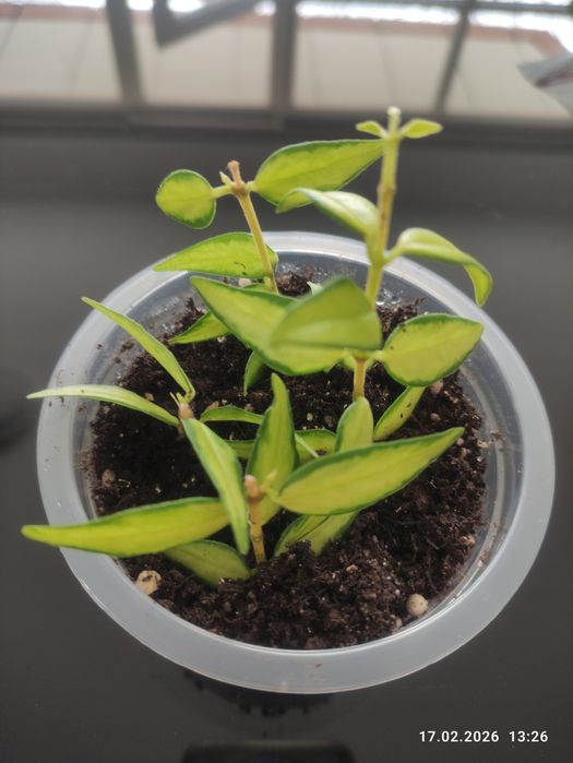 Хойя Луис буис  В ТЕЛЕГРАМ Не Пишу