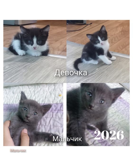 Отдам котят в хорошие руки