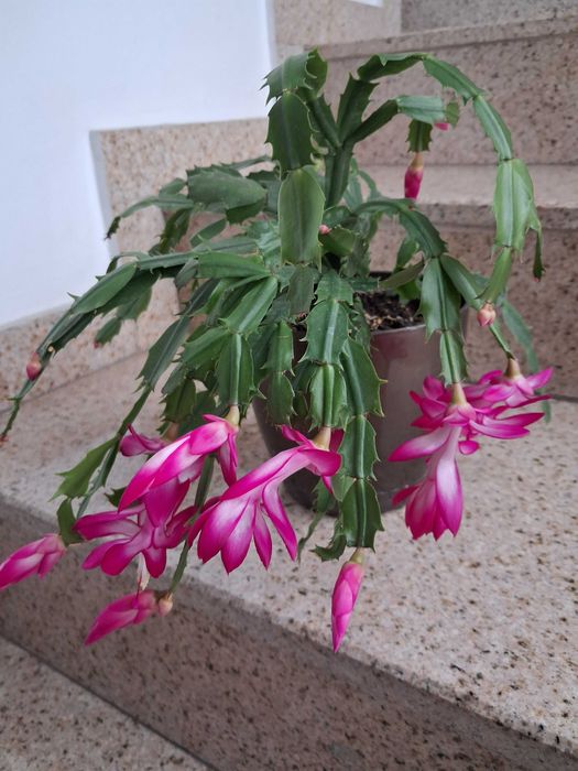 Стайни растения -Коледничета,  Драцена