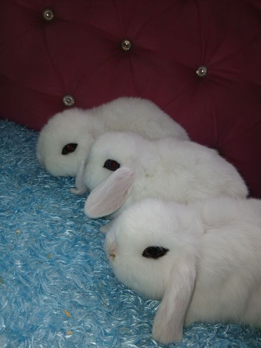 Quyonchalar. Dekaratif quyonlar