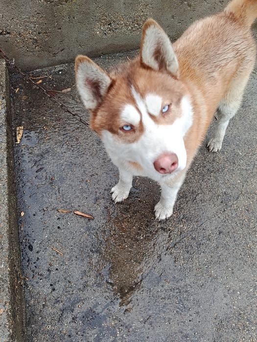 Отдам кобеля хаски