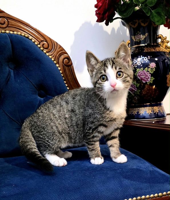 Домашние котята с доставкрй