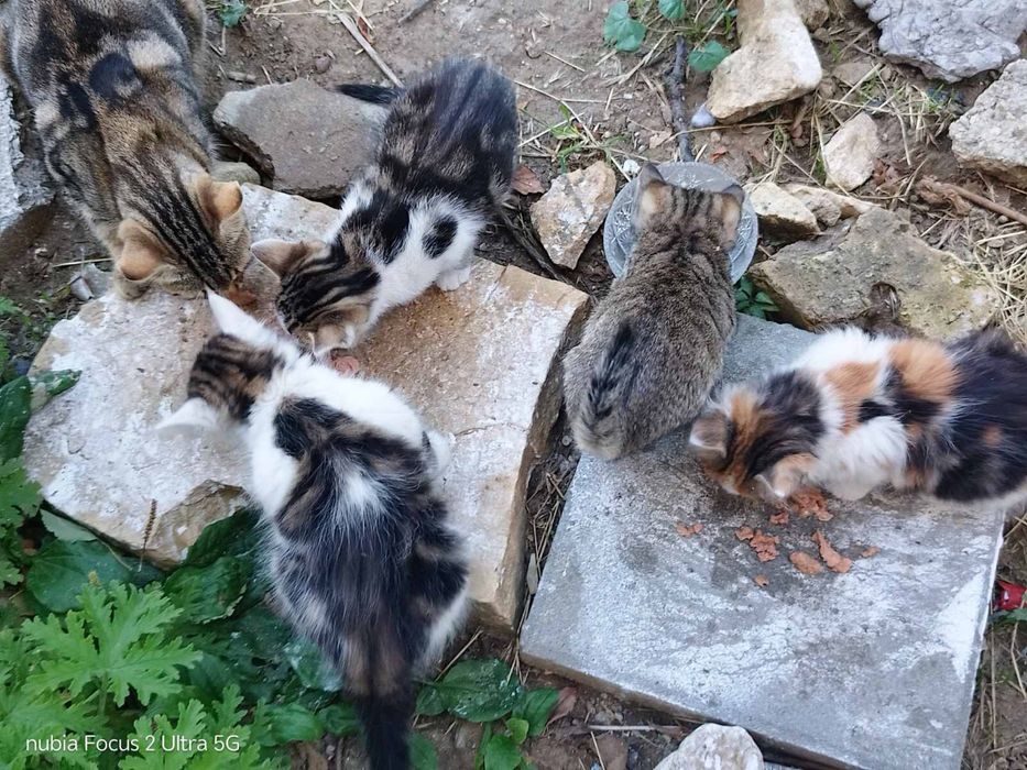 Спешно! Прекрасни котета търсят своя Човек!
