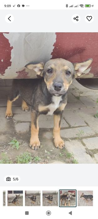 Отдам щенка в добрые руки