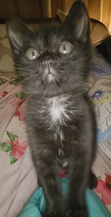 Отдам котенка в добрые руки. Мальчик