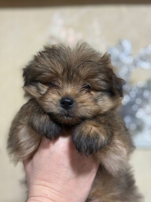 Продаются щенки шпиц помесь с ёркам! Два мальчика!