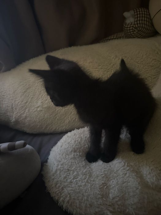 котенка в добрые руки