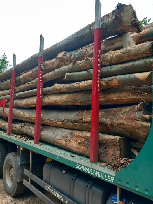 Buștean fag foc fag  fără putregai