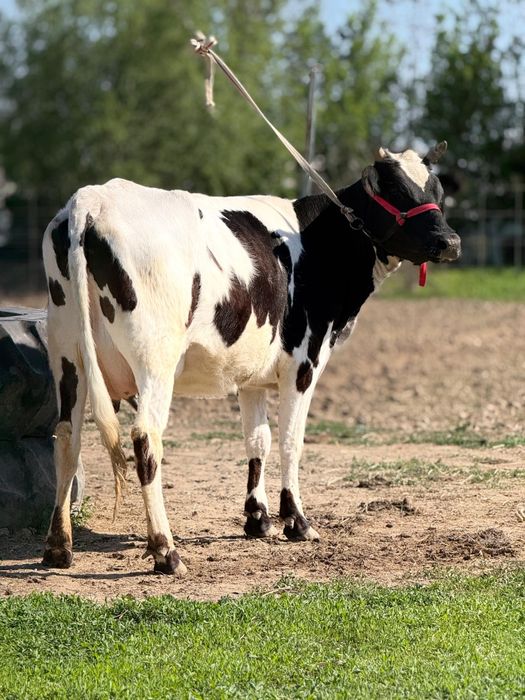 Парода чёрна пёстрый