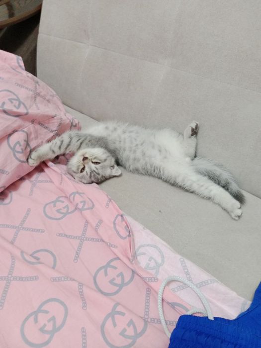 Продаётся кошки  2 месяцев
