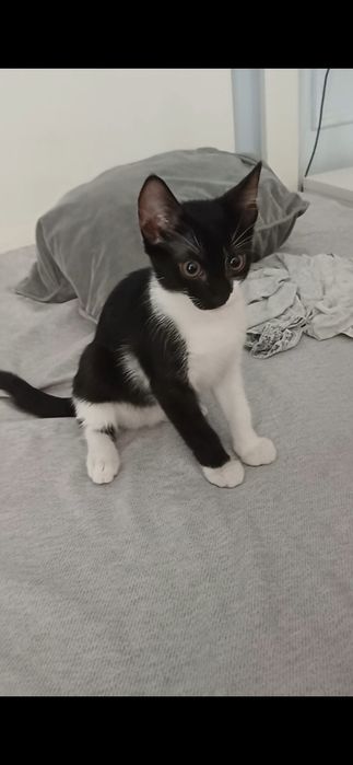 Adopție pisicuțe