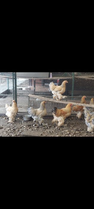 Găini Brahma columbia - TINERET