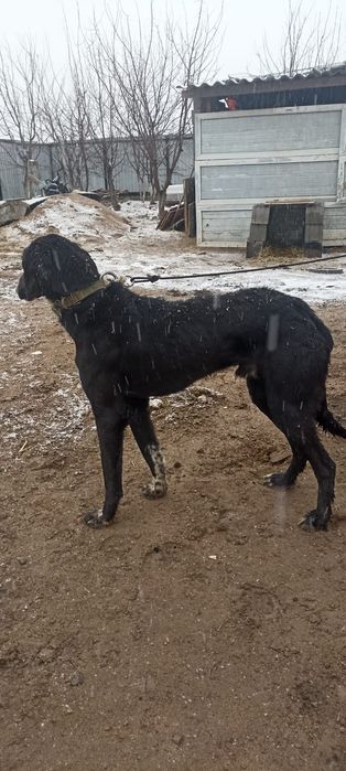 Ауыздаған тазы сатылады