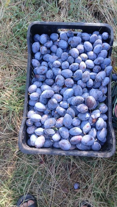 Prune pentru țuică – dulci și bine coapte