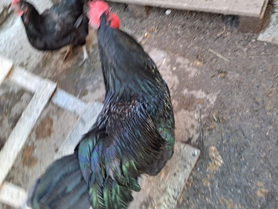 Cocosi marans si australop