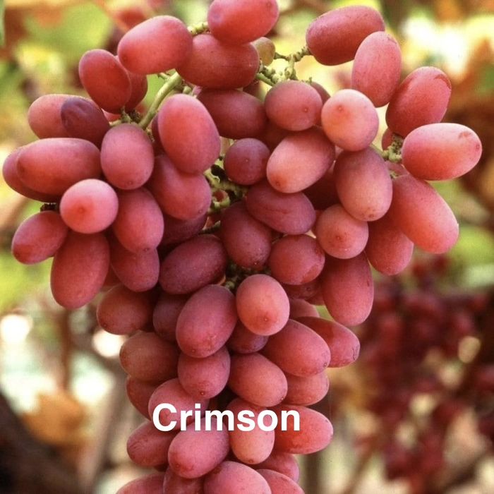 Butasi vita de vie anul 2 si 3