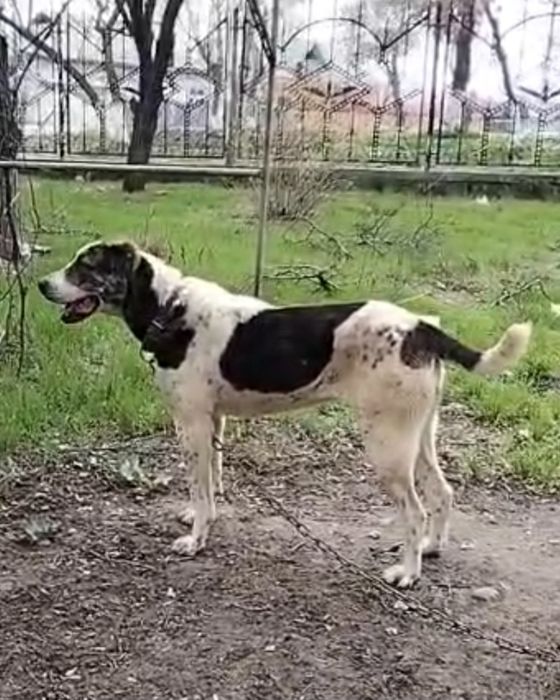 Ит сатылады срочно