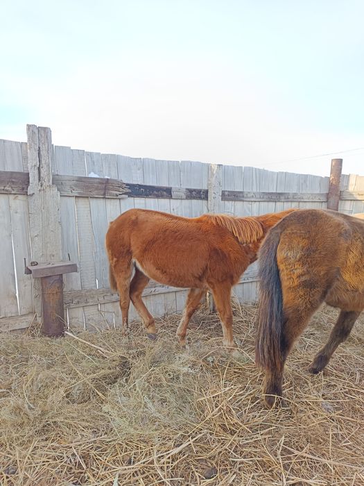 Жылқылар сатылады