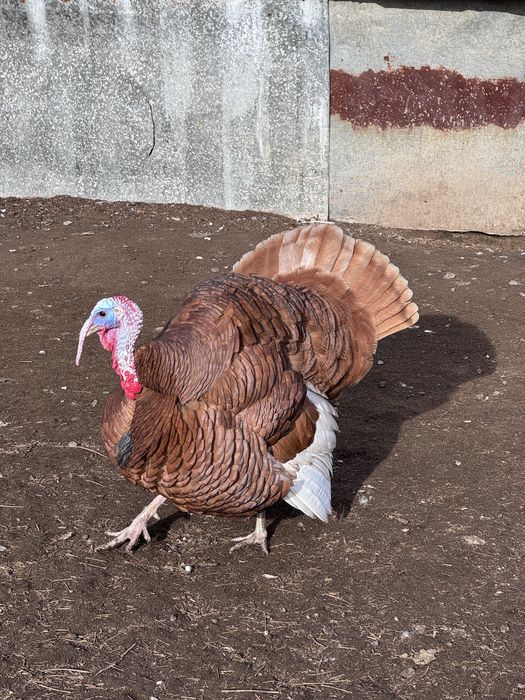 Индюк палевый