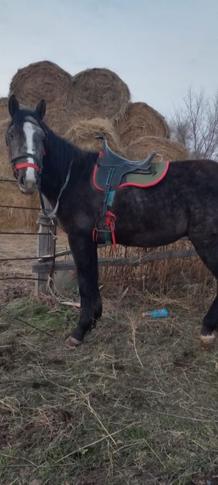 Продам жеребец .