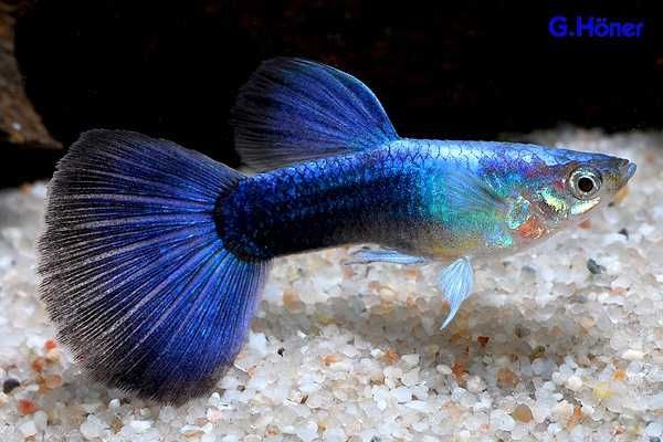 Рыбки гуппи синий цвет голубой