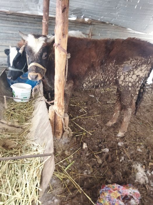 Шаруа бука биржарым жасар